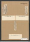 Amphora grevilleana var. gramineus campechiana Greg. (de-Toni-Nr.: Genus 36, Species 1593) Zeichnungen Sammlung Grunow Nr. 3052 (NHMW-BOT-W0370450)
